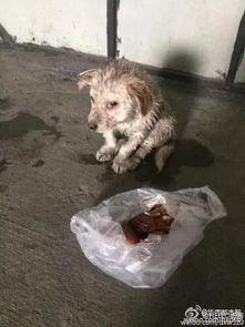 爆料视频狗  第2张